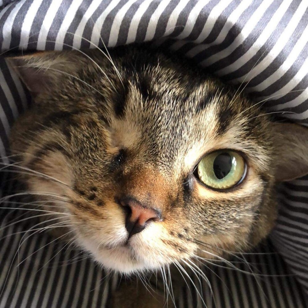 Meet your Posher, Iris